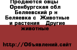 Продаются овцы. - Оренбургская обл., Беляевский р-н, Беляевка с. Животные и растения » Другие животные   